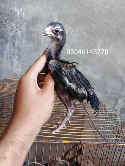 aseel chick