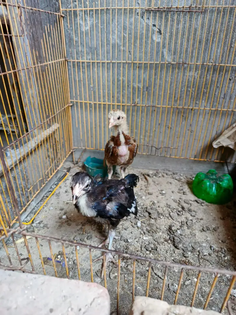 aseel chick — photo 2