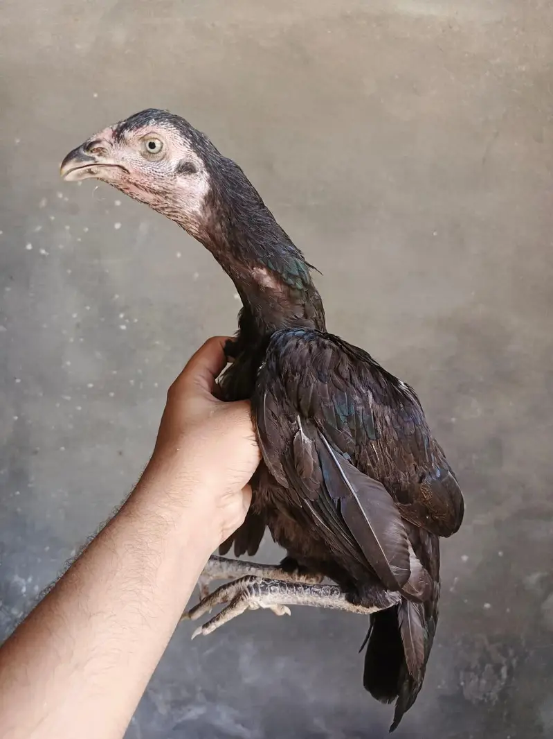 aseel chick — photo 5