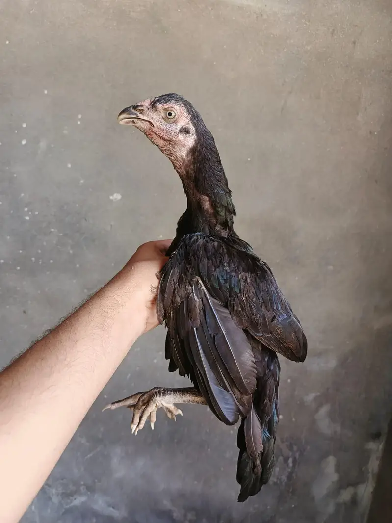 aseel chick — photo 6