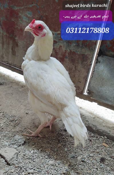 Heera aseel Madi white nok nali main.