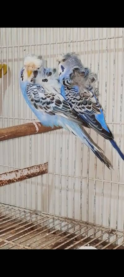 Budgie Parrots for Sale”