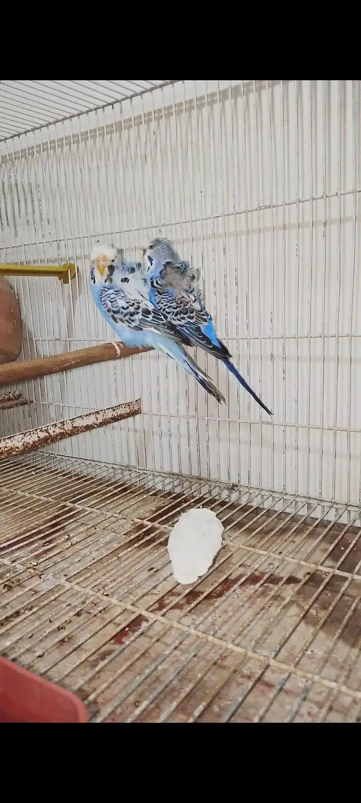 Budgie Parrots for Sale” — photo 2