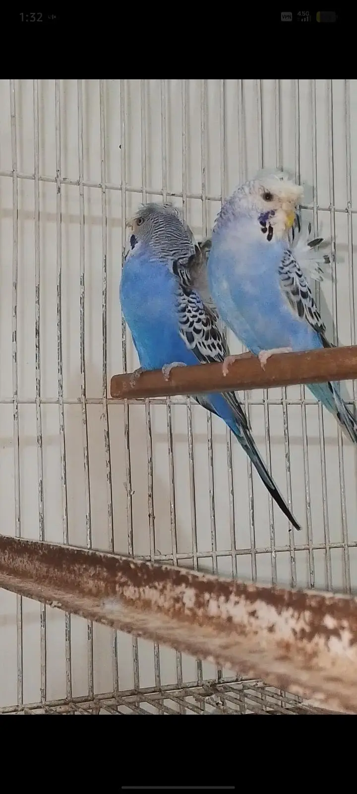 Budgie Parrots for Sale” — photo 3