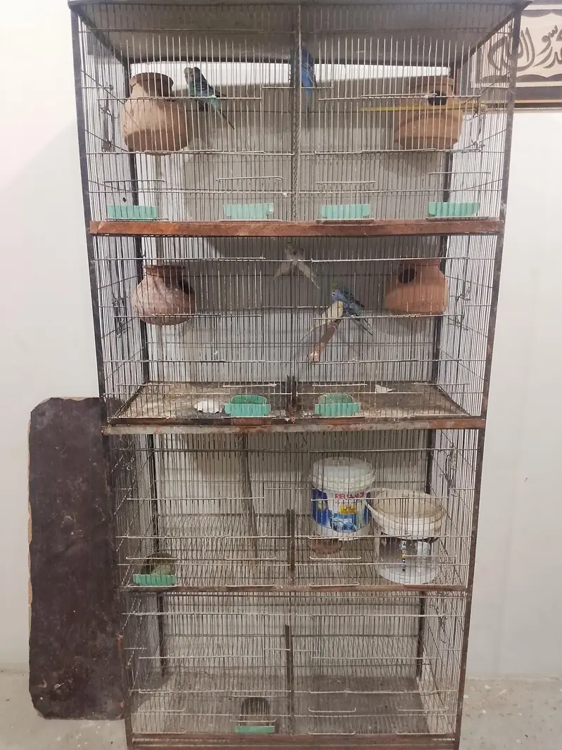 Budgie Parrots for Sale” — photo 12