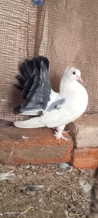 white pair lucke kaboter
