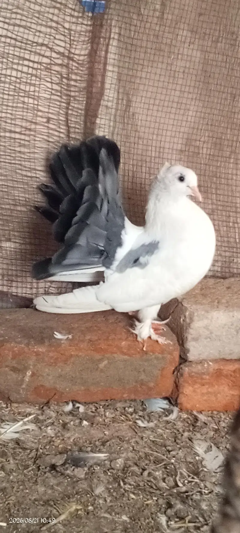 white pair lucke kaboter