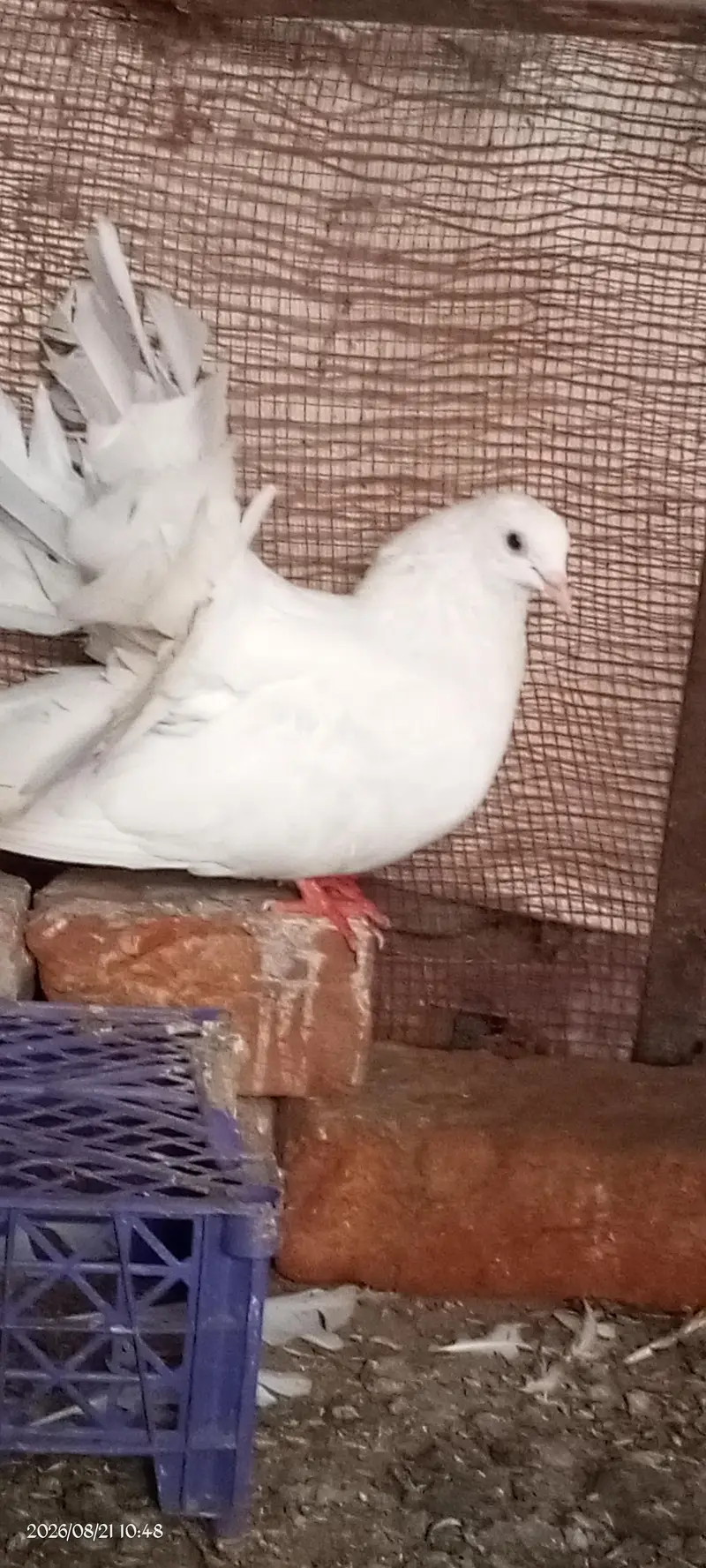 white pair lucke kaboter — photo 2