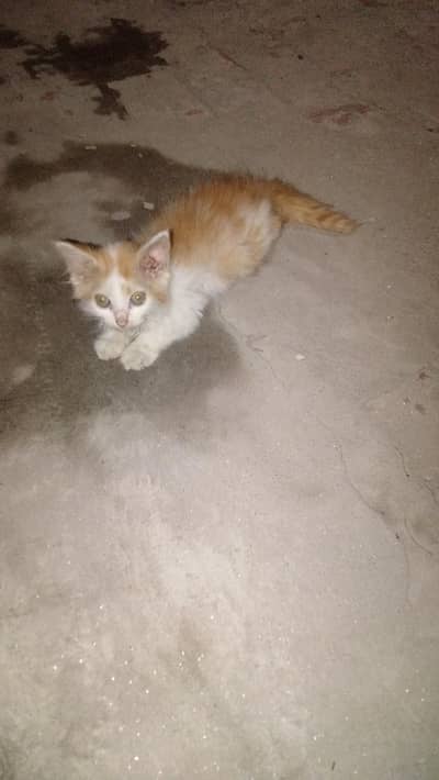 Beautiful tripal coated persian kittan