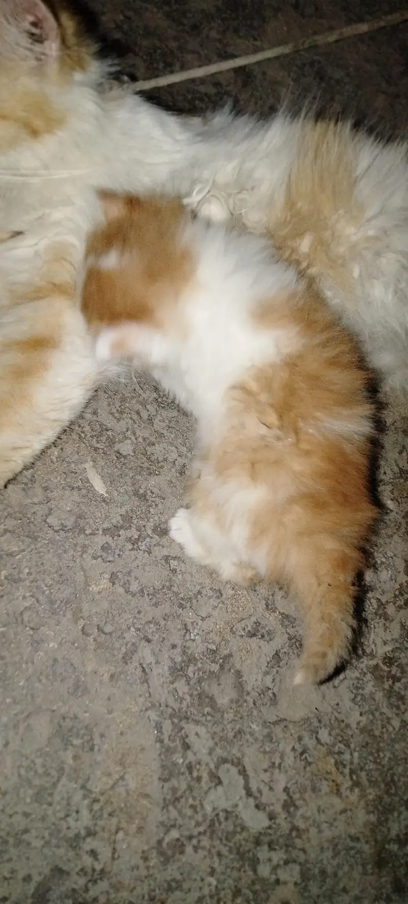 Beautiful tripal coated persian kittan — photo 2