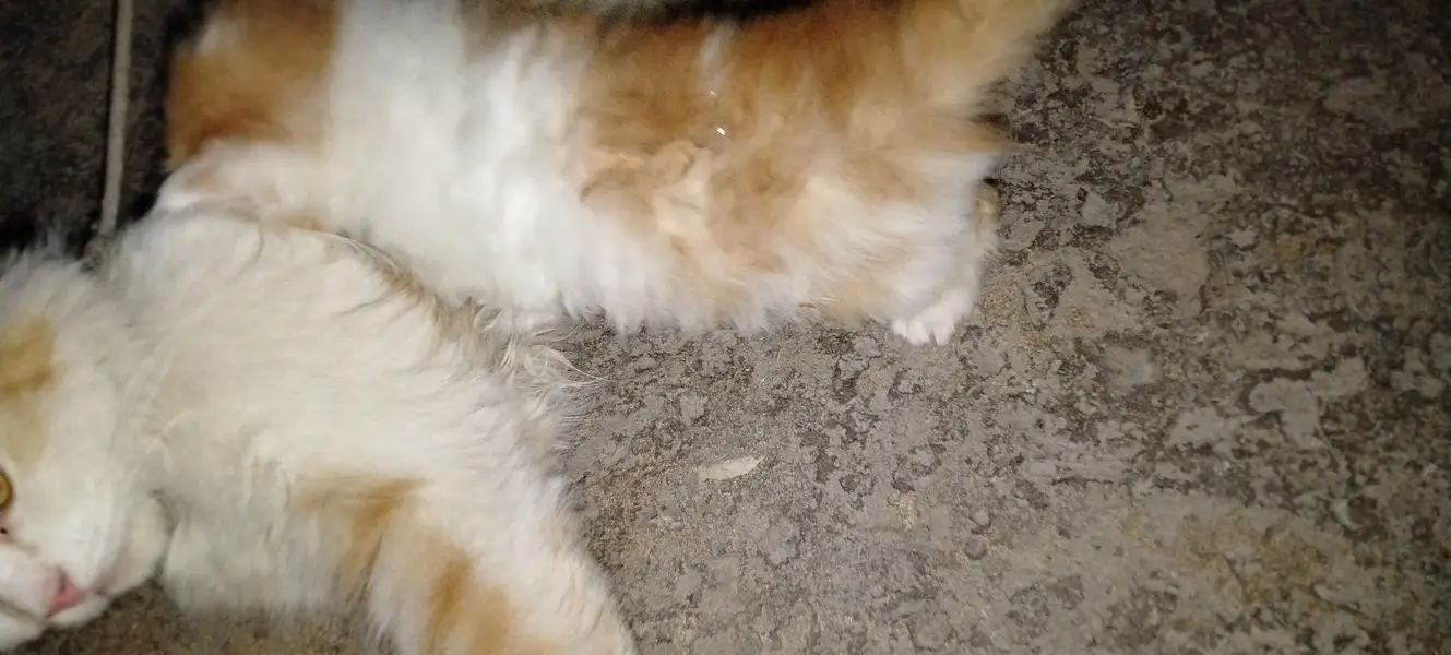 Beautiful tripal coated persian kittan — photo 3