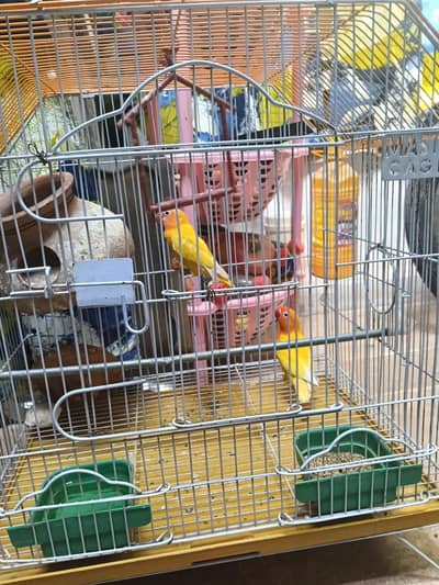 Lovebirds For Sale with Cage