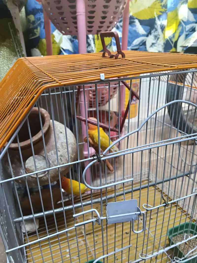 Lovebirds For Sale with Cage — photo 2