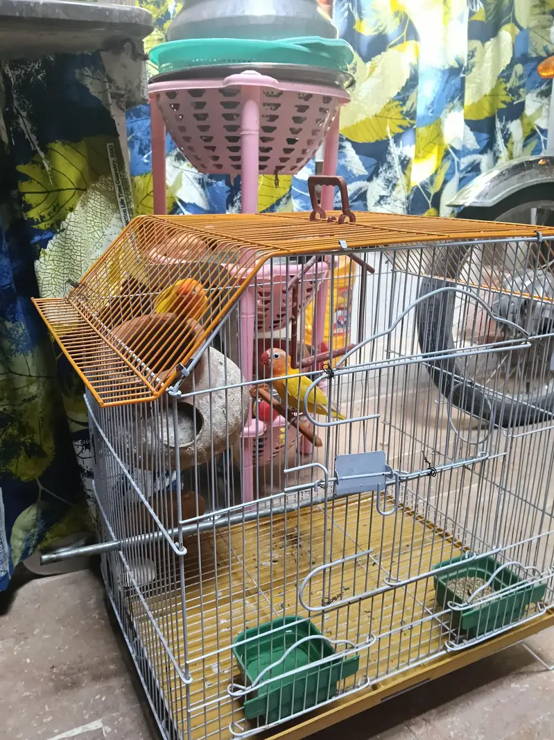Lovebirds For Sale with Cage — photo 3