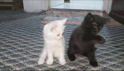 persian kittens playfull healthy litter trained