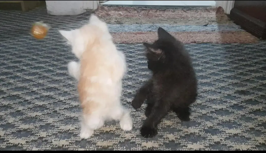 persian kittens playfull healthy litter trained — photo 2