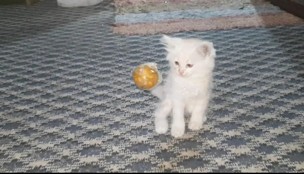 persian kittens playfull healthy litter trained — photo 3