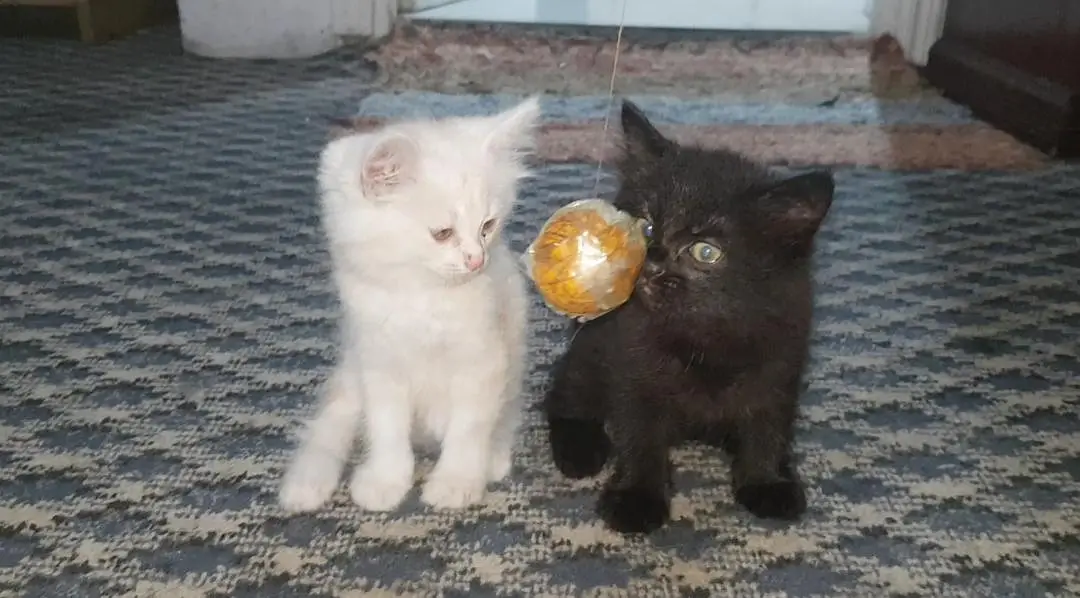 persian kittens playfull healthy litter trained — photo 4