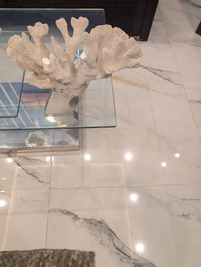 marine coral imported from thailand
