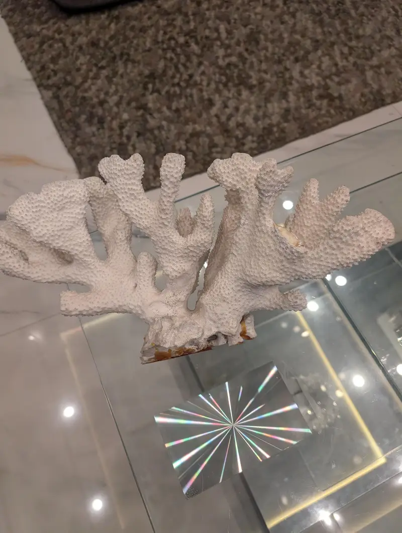 marine coral imported from thailand — photo 4