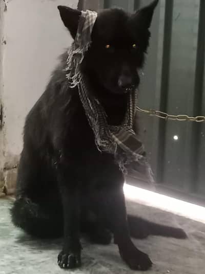 Black Long Coat German Shepherd Male | Stud Service | Lahore