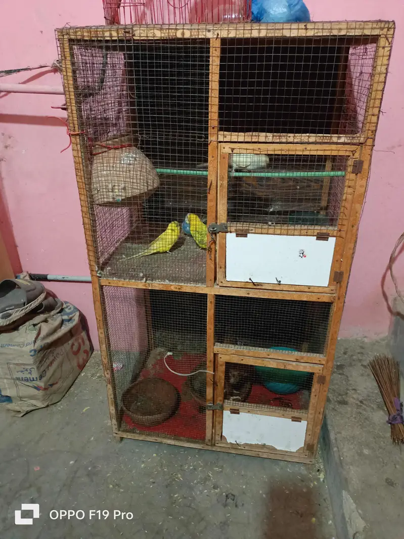pinjra ok hn tote ni hn sirf pinjra hn — photo 3