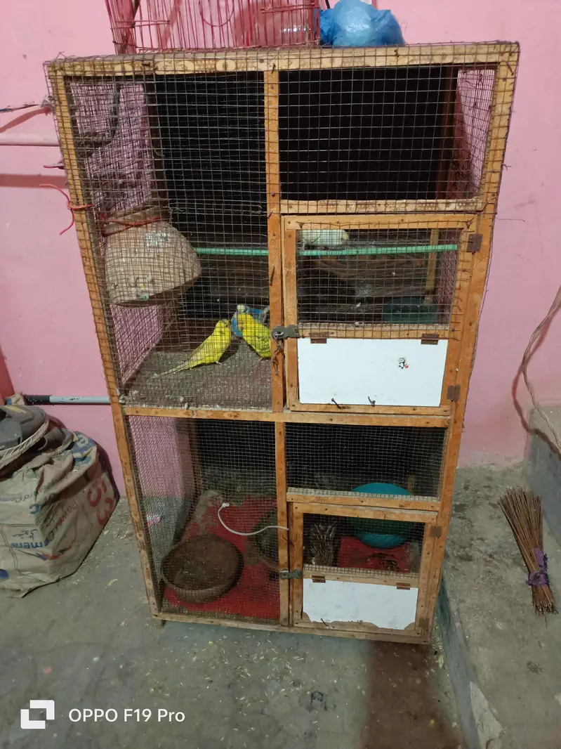 pinjra ok hn tote ni hn sirf pinjra hn — photo 4