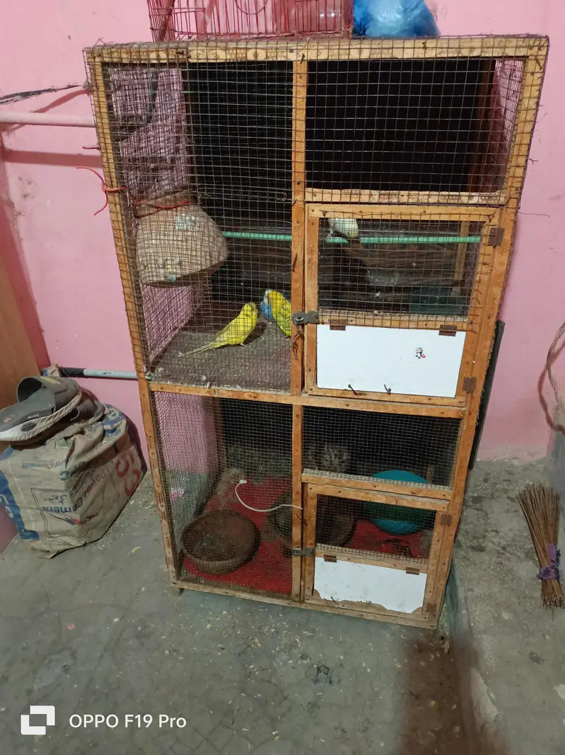 pinjra ok hn tote ni hn sirf pinjra hn — photo 5