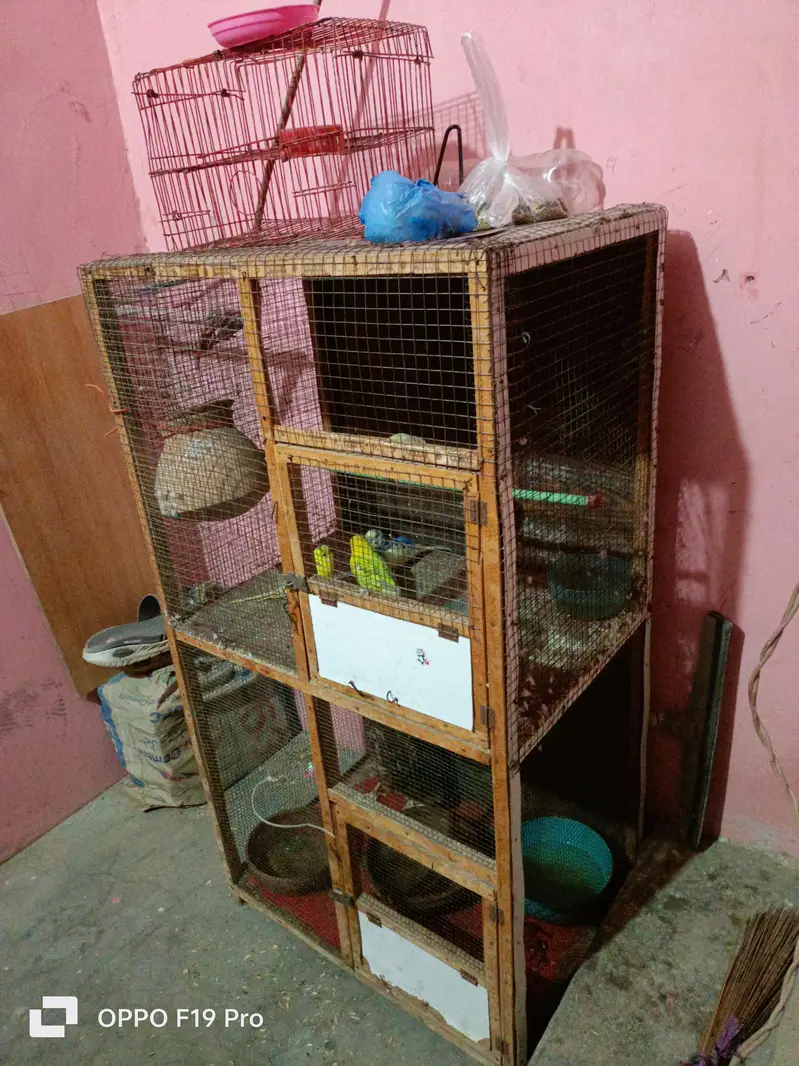pinjra ok hn tote ni hn sirf pinjra hn — photo 6