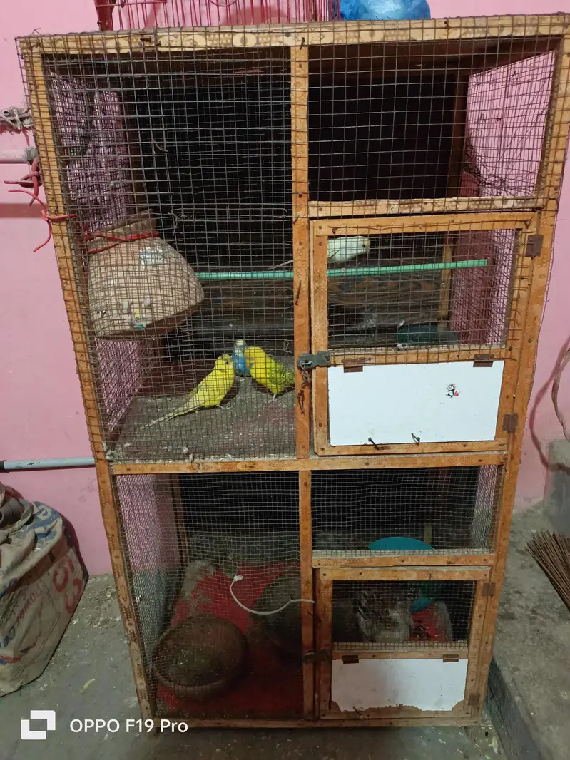 pinjra ok hn tote ni hn sirf pinjra hn — photo 7
