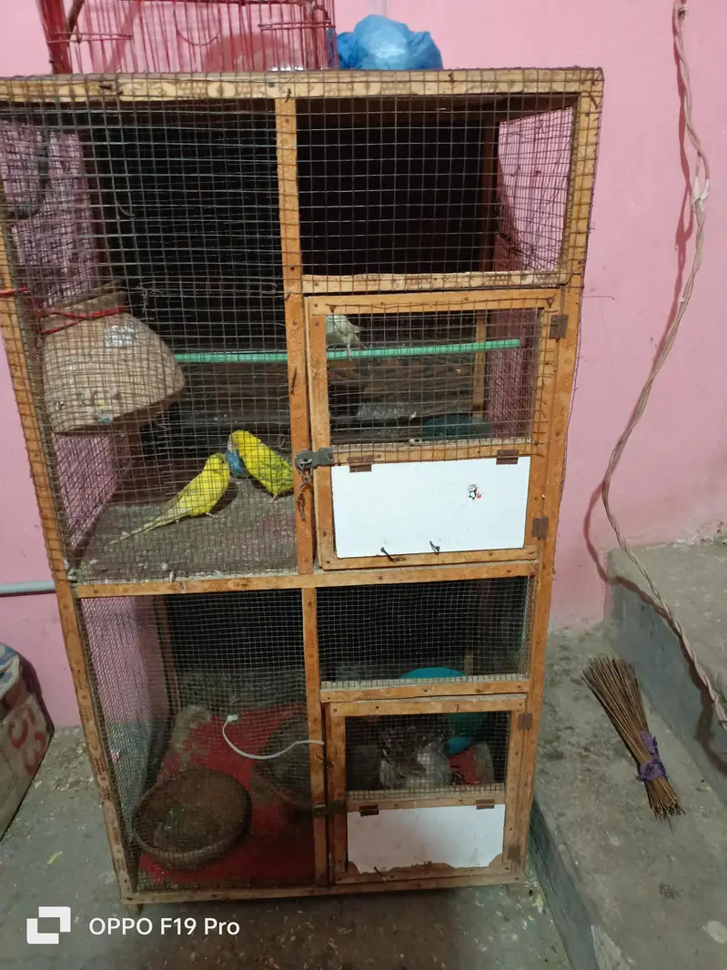 pinjra ok hn tote ni hn sirf pinjra hn — photo 8