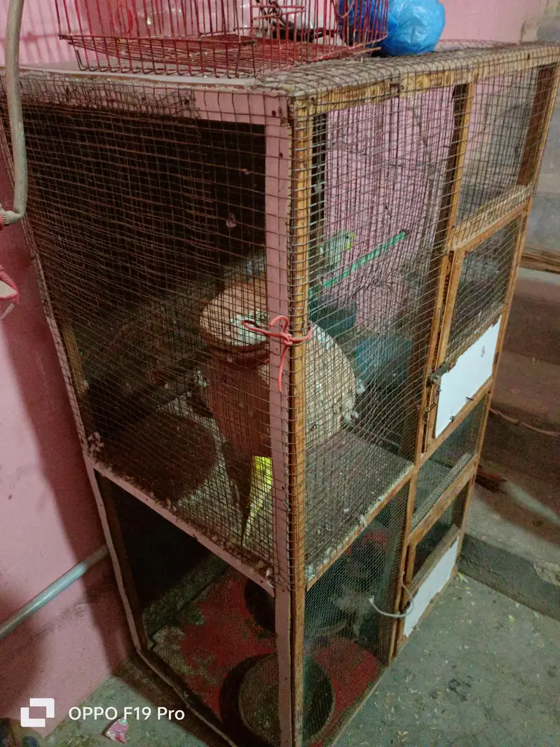 pinjra ok hn tote ni hn sirf pinjra hn — photo 11
