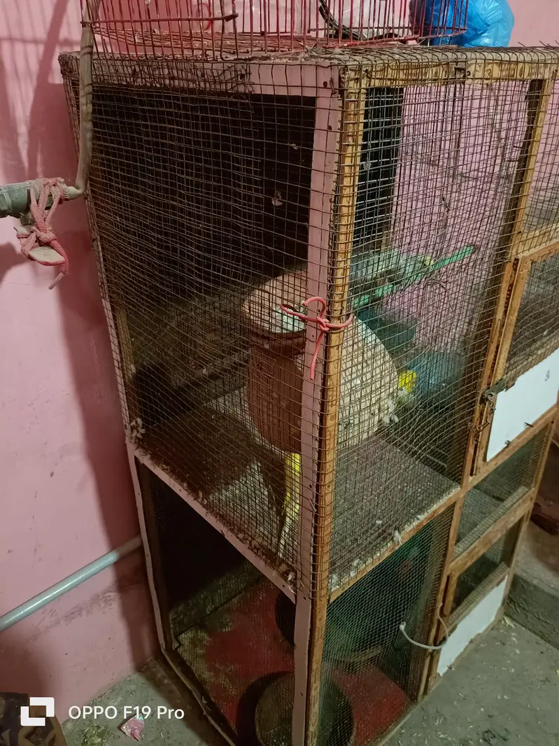 pinjra ok hn tote ni hn sirf pinjra hn — photo 12