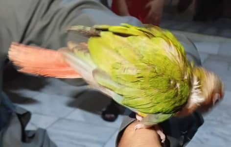 chick or self phata pineapple conure