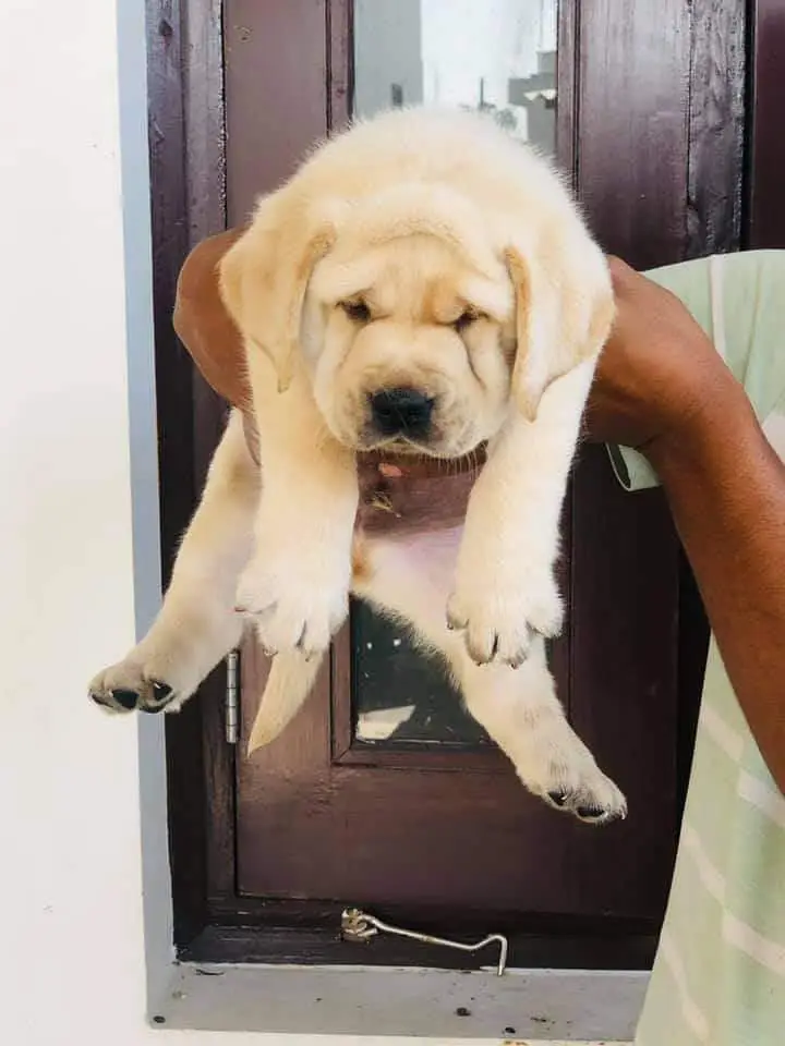 British Labrador imported bloodline with complete documents . — photo 3