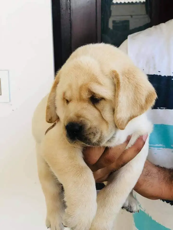 British Labrador imported bloodline with complete documents . — photo 4