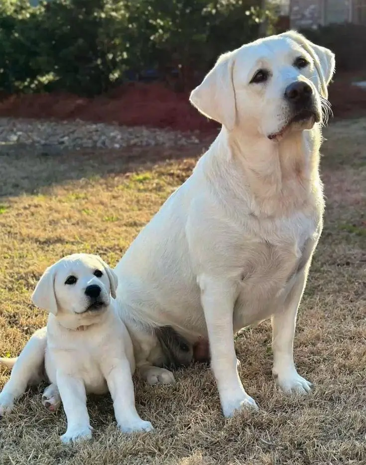 British Labrador imported bloodline with complete documents . — photo 6