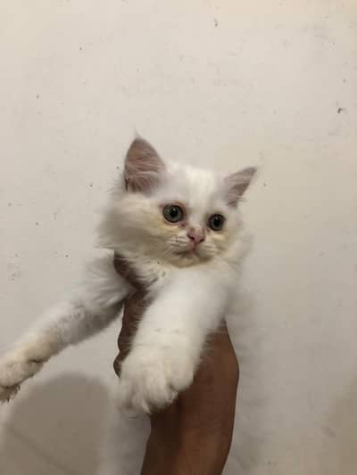 persian cat pair for sale