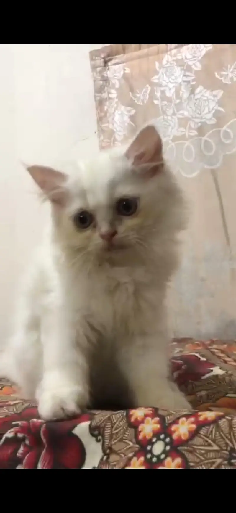 persian cat pair for sale — photo 2
