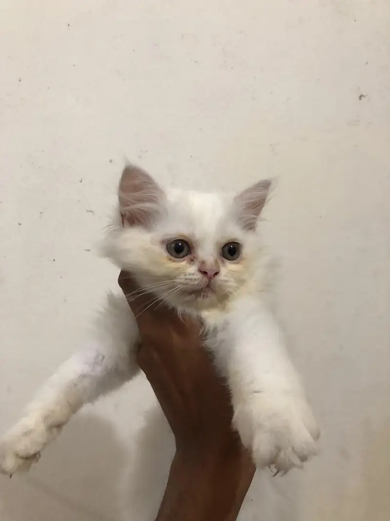 persian cat pair for sale — photo 3