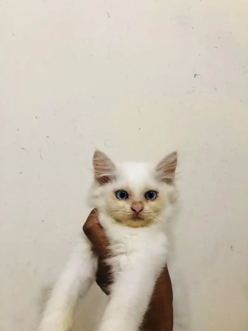 persian cat pair for sale — photo 4