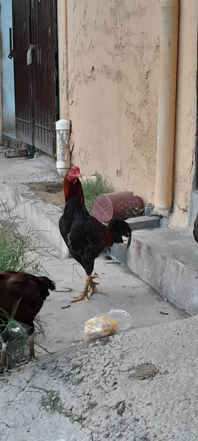 Aseel for sale