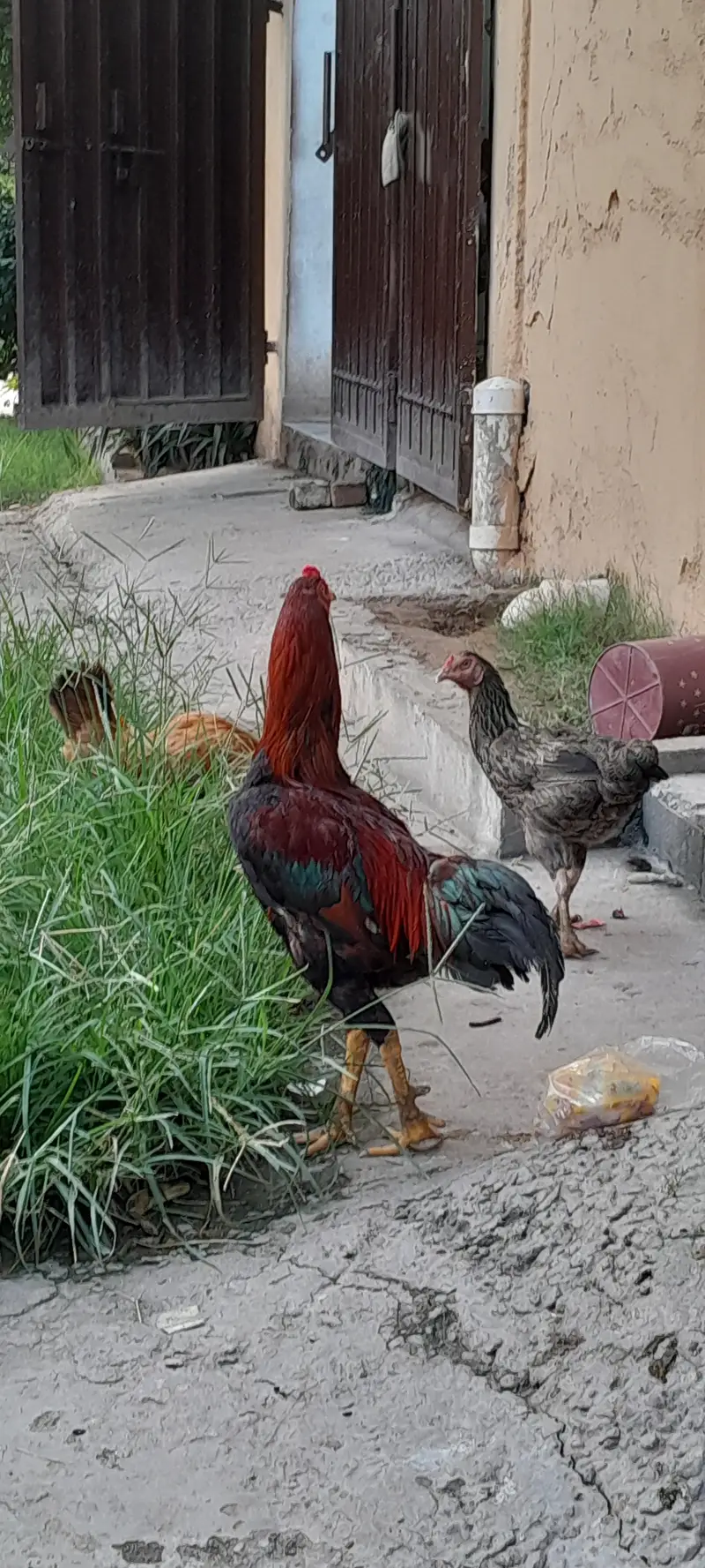 Aseel for sale — photo 2