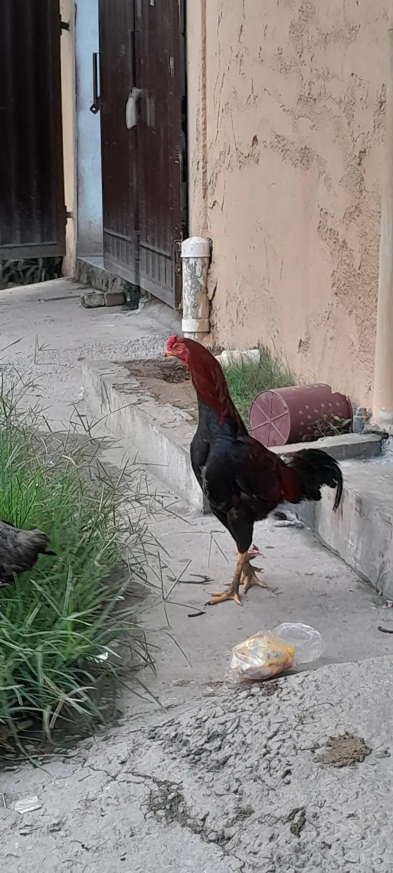Aseel for sale — photo 4