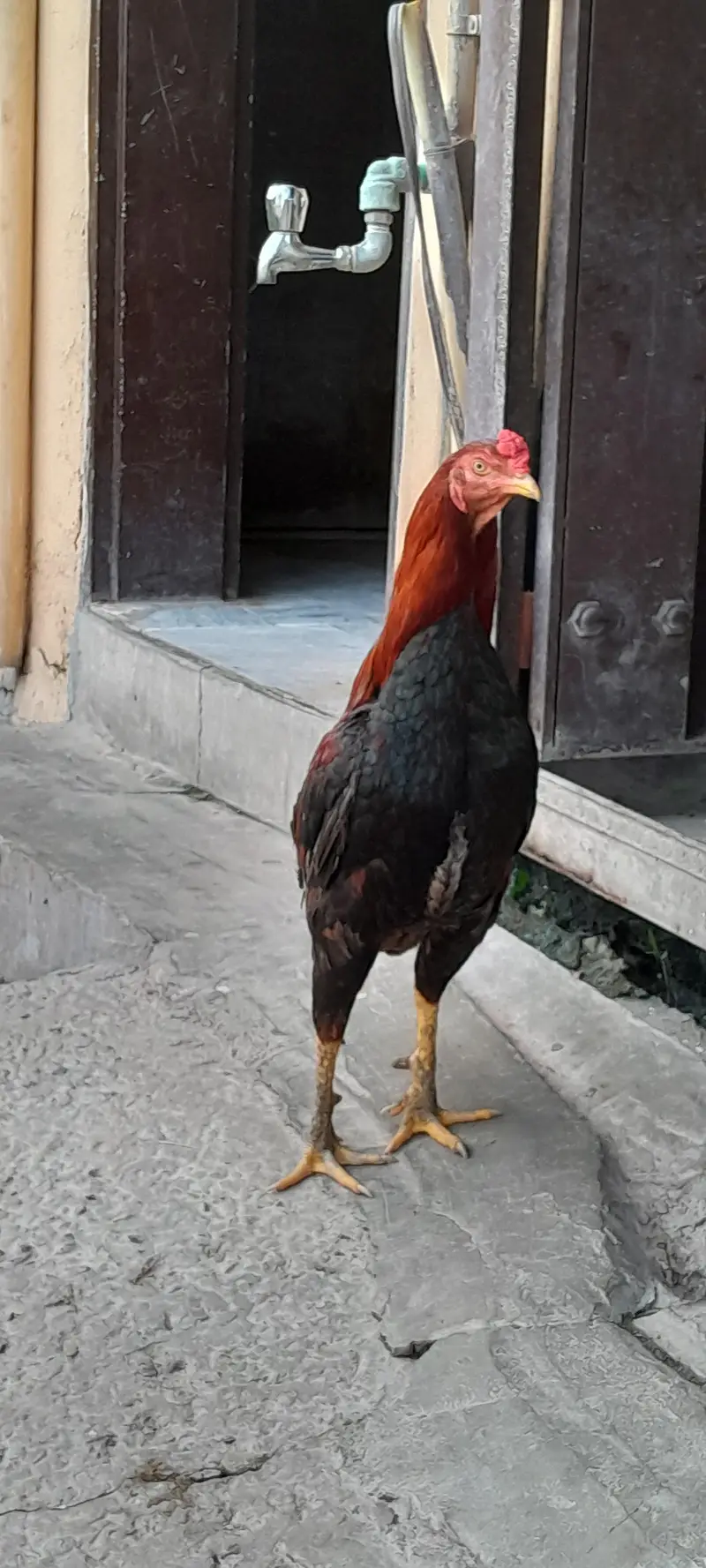 Aseel for sale — photo 5