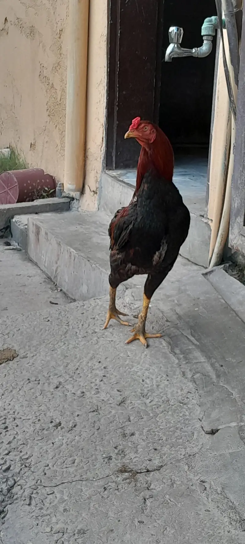 Aseel for sale — photo 6