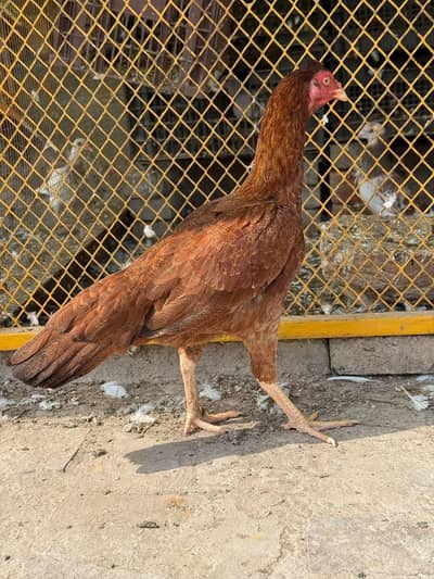 pele murgi for sale. activeand  healthy