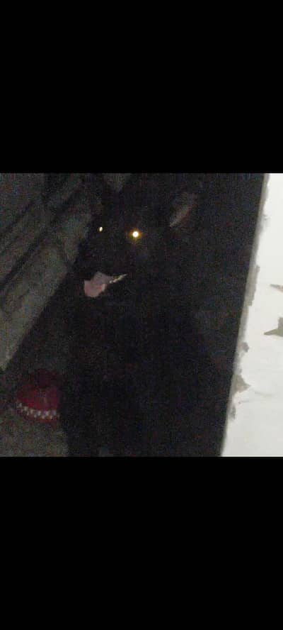 Black Long Coat German Shepherd Male | Stud Service | Lahore