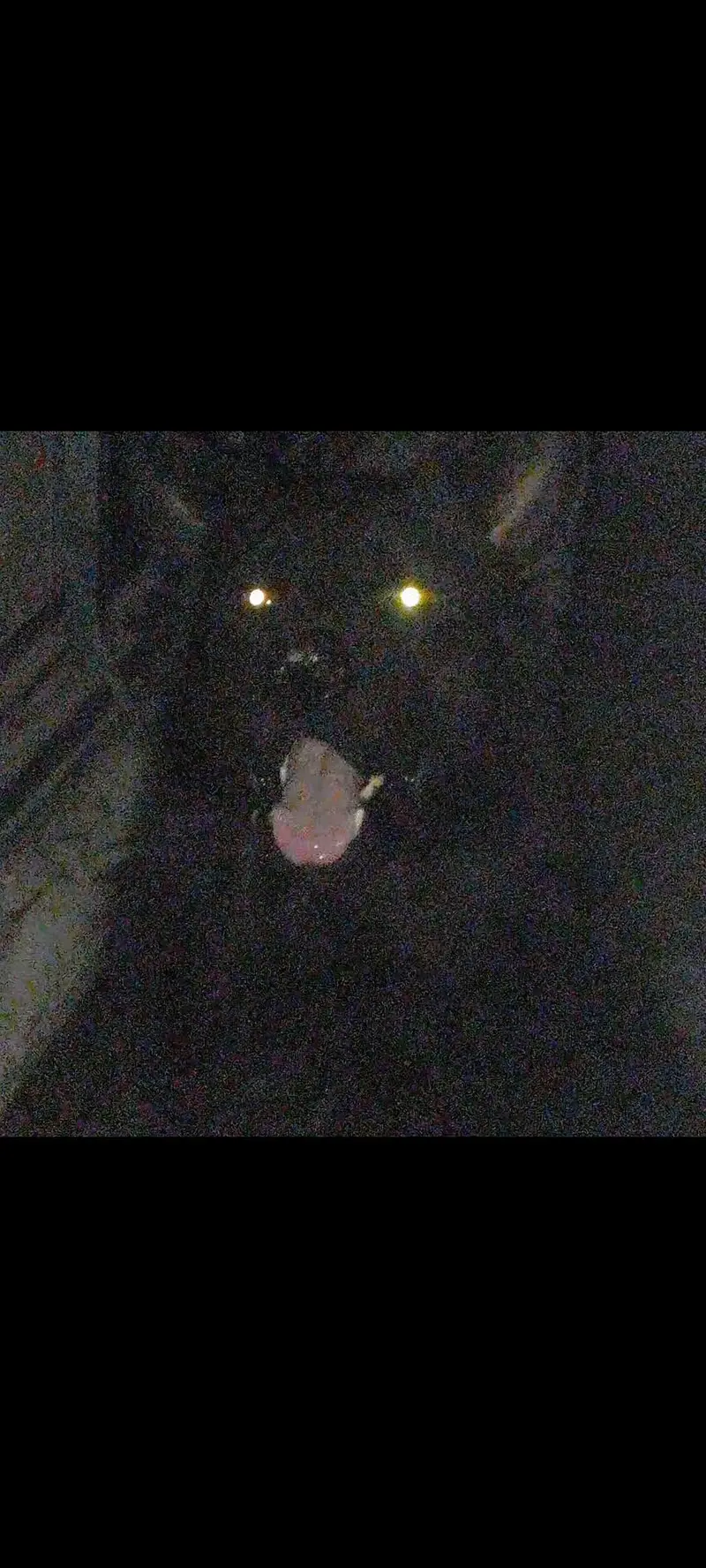 Black Long Coat German Shepherd Male | Stud Service | Lahore — photo 2