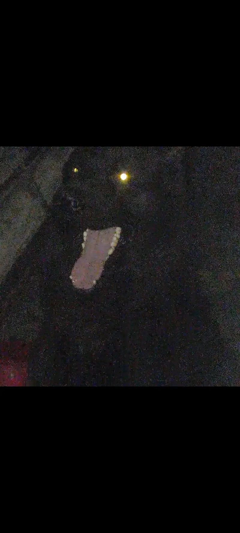Black Long Coat German Shepherd Male | Stud Service | Lahore — photo 3